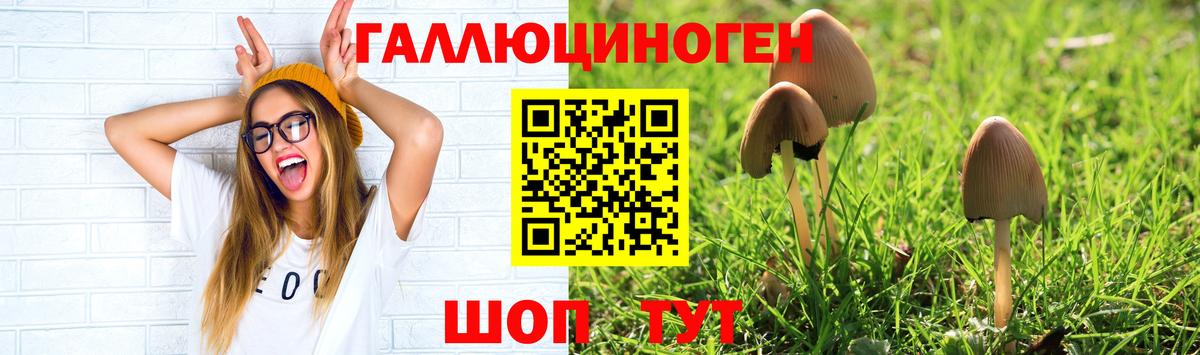 где купить наркоту  Псилоцибиновые грибы прущие грибы  Вход с VPN  Алексеевка  Псилоцибиновые грибы мицелий 