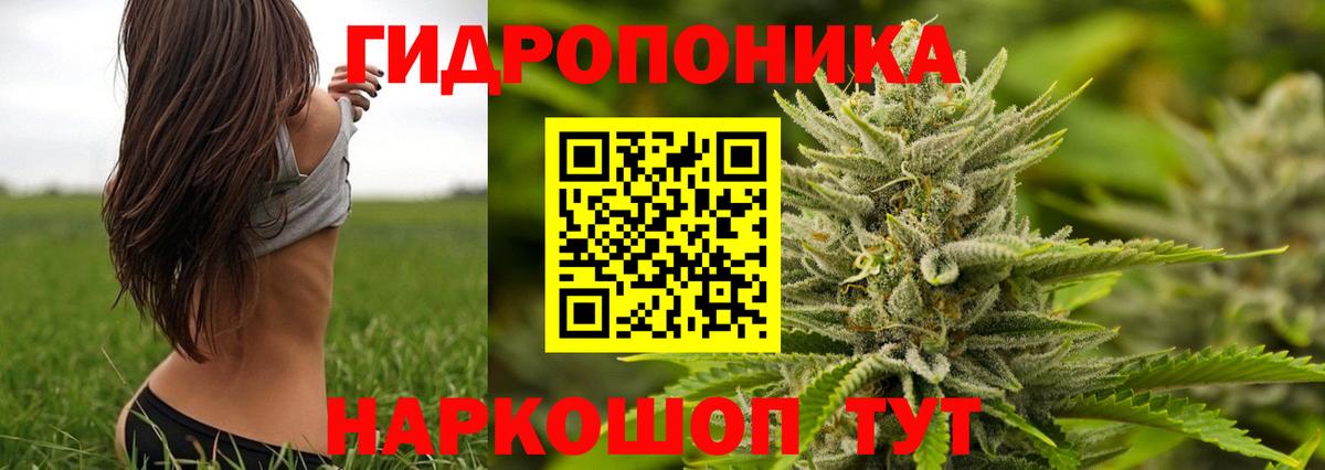 Канабис план Алексеевка
